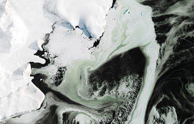 Antarktikadaki yeşil buzulun sırrı çözüldü