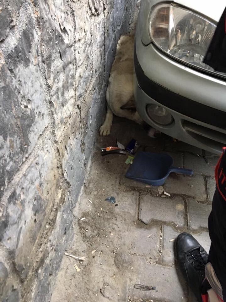Otomobil ile duvar arasında sıkışan köpek kurtarıldı