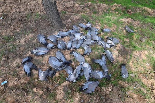 Şanlıurfa’da binlerce kuş bilinmeyen bir nedenle ölüyor