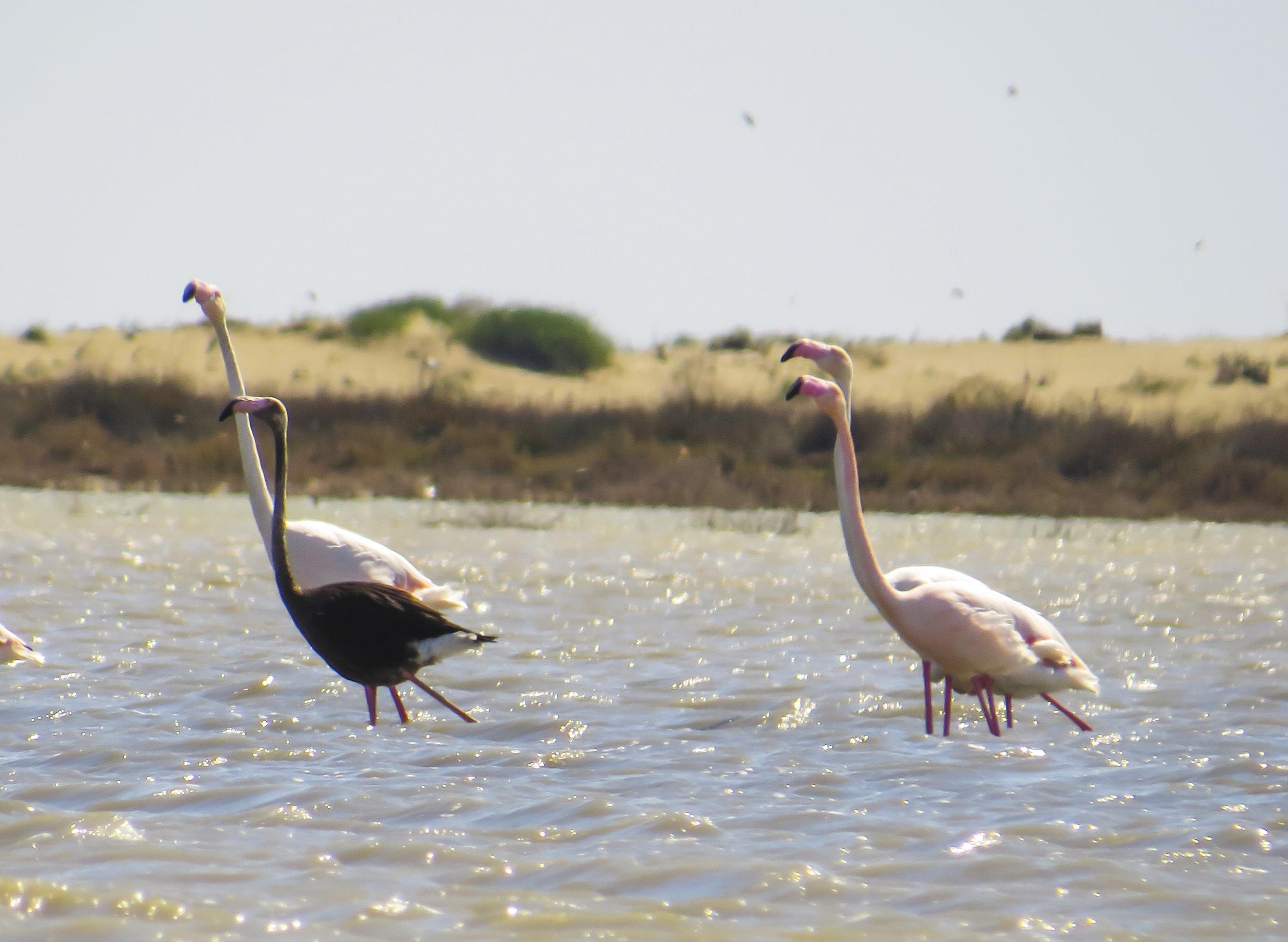 Adanada siyah flamingo görüntülendi