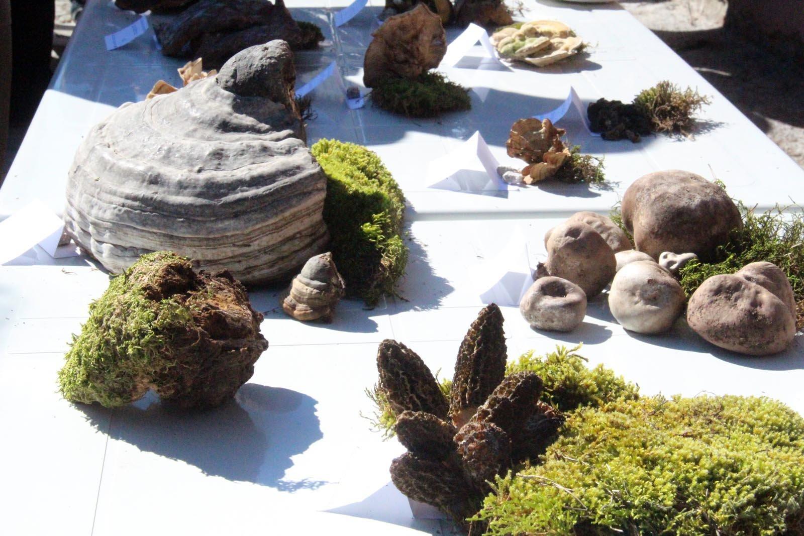 Bergama’da mantar sevenleri buluşturan festival