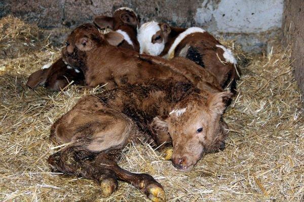 Samsun’da montofon ırkı inek dördüz doğurdu