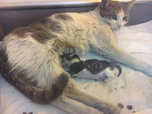 Doğum yapamayan kedi, sezaryenle anne oldu