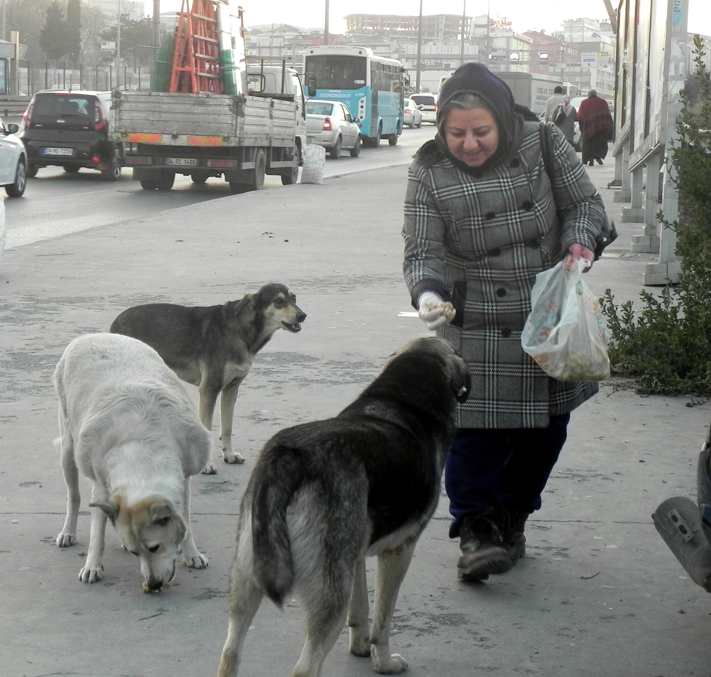 Sokak köpeklerini besleyen kadından sitemli sözler