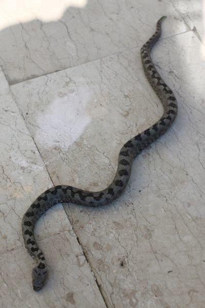 Ordu’da ilk defa boynuzlu engerek yılanı yakalandı