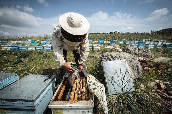 Büyük tehlike Kimyasal ilaçlama arı kolonilerini yok ediyor
