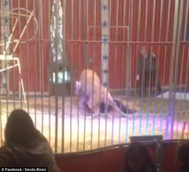 Fransadaki sirkte korku dolu anlar: Aslan bir anda saldırdı