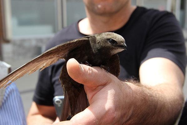 Dünyanın en esrarengiz kuşu Ebabil, Sivasta bulundu