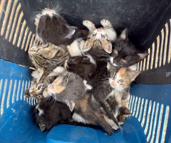 Bir ihbar, 60 yavru kedinin hayatını kurtardı
