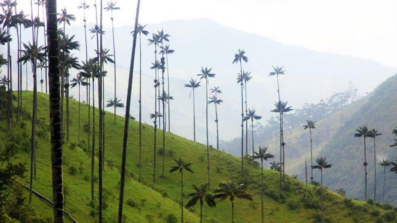 Akıl almaz uzunluktaki palmiyeler görenleri şoke ediyor
