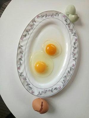Yumurtayı görünce inanamadı, tavuğunu kesmekten vazgeçti