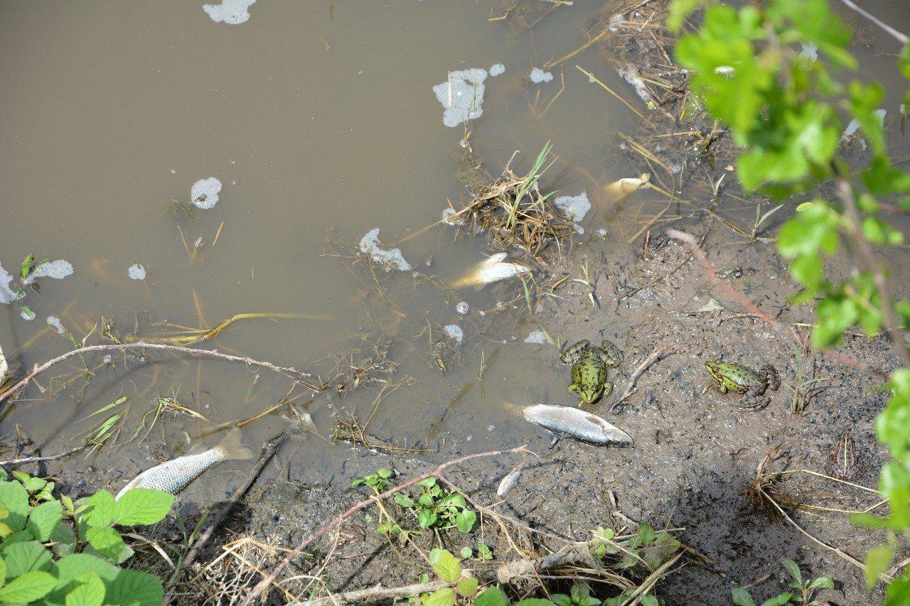 Samsunda korkutan balık ölümleri