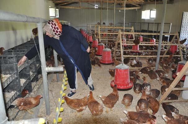 Moldovalı gelin Muşta tavuk çiftliği kurdu