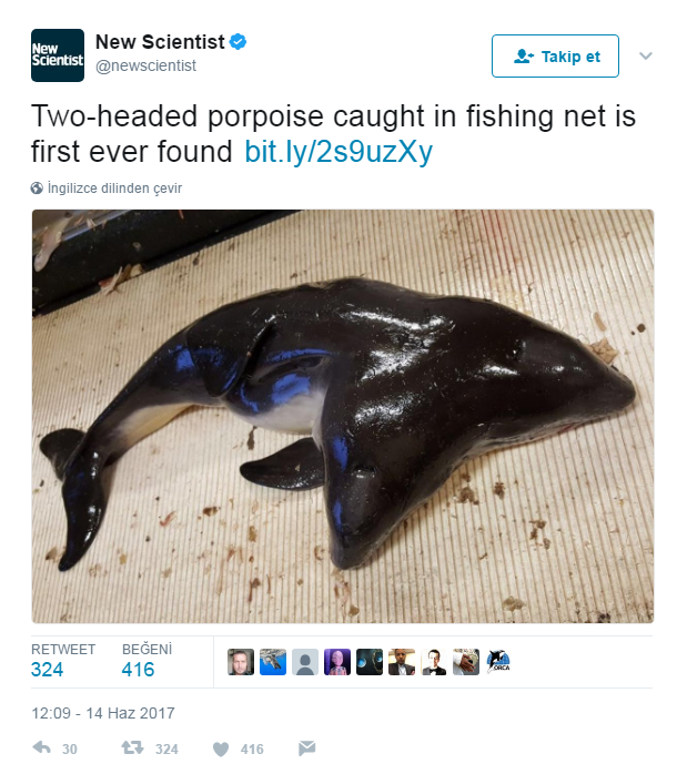 Hollandalı balıkçılar çift başlı yunus yakaladı