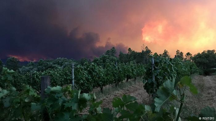 Portekizde orman yangını: En az 57 ölü