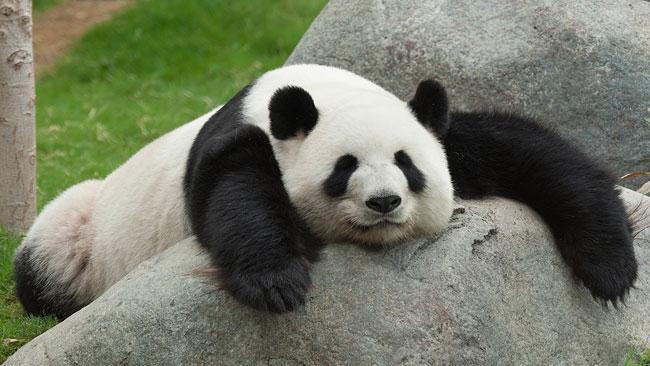 Pandalar yemek için hamile taklidi yapıyorlar