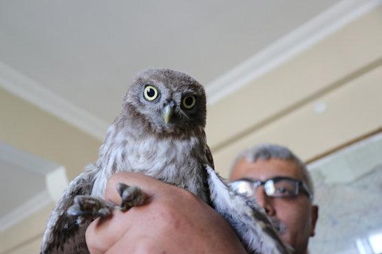 Arazide bulunan Kukumav kuşu korumaya alındı