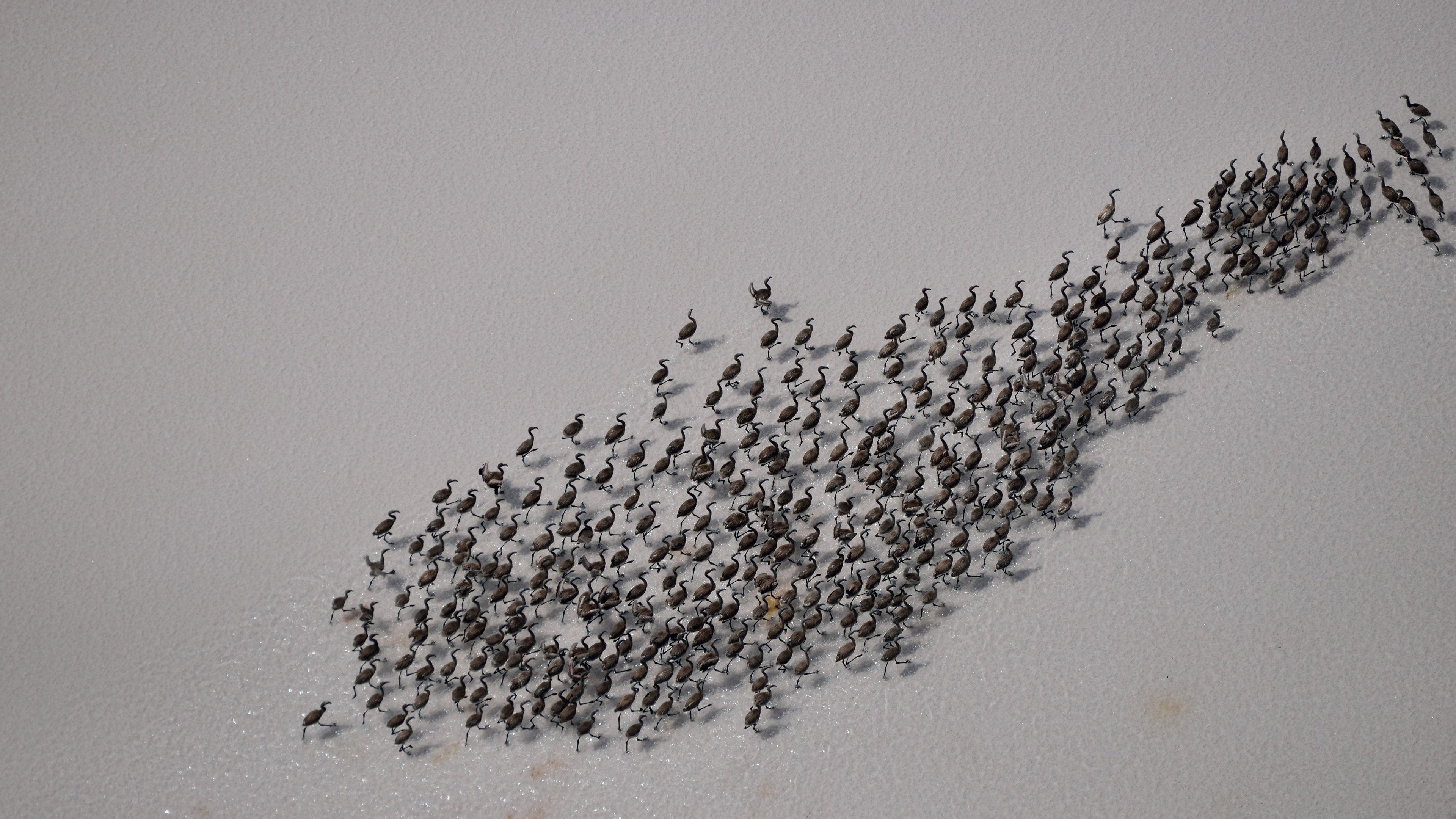 Tuz Gölünde yavru flamingoların yürüyüşü başladı