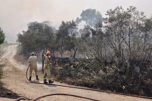 İzmirde orman yangını Su kesildi, elektrik verilemiyor...