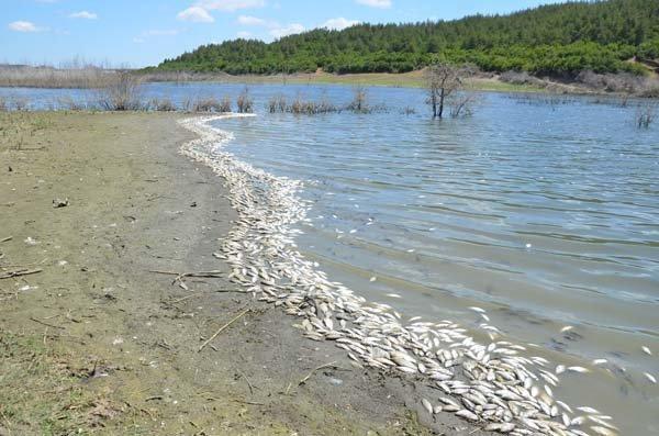 Çokal Barajında yüzlerce balık kıyıya vurdu
