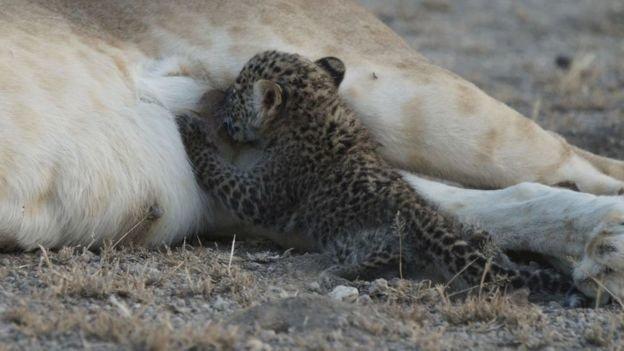 Dişi aslan, leopar yavrusunu evlat edindi