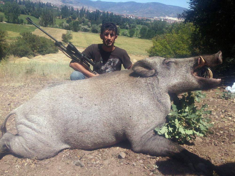 Lüksemburglu avcılar Tokat’ta dev yaban domuzu avladı