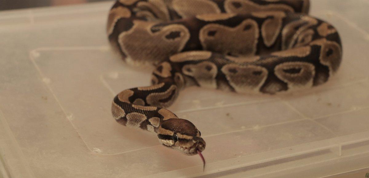 Samsun’da yasa dışı beslenen piton ve boa yılanına el konuldu