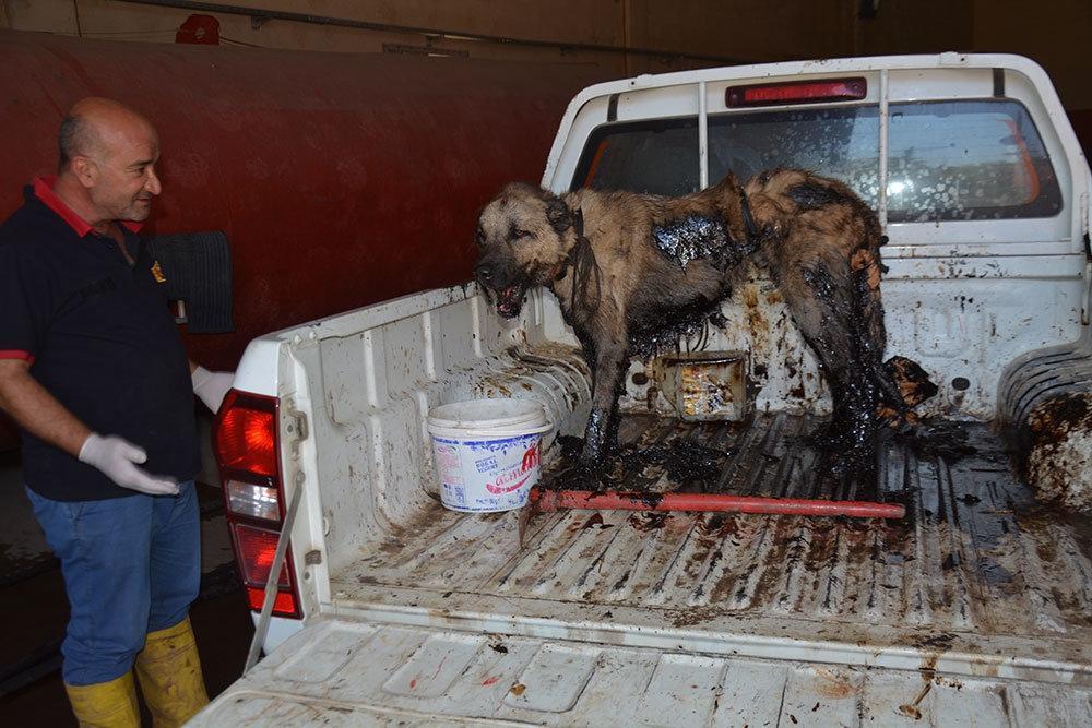 Petrol birikintisinde mahsur kalan köpek kurtarıldı