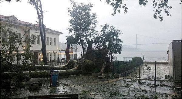 Fırtınada devrilen 180 yıllık Çengelköy Çınarı hayata tutundu