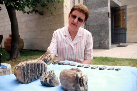 Maden ocağında bulunan mamut fosilleri, 2 milyon yıllık çıktı