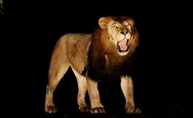 Etiyopya aslanını doğada ilk kez görüntüledi