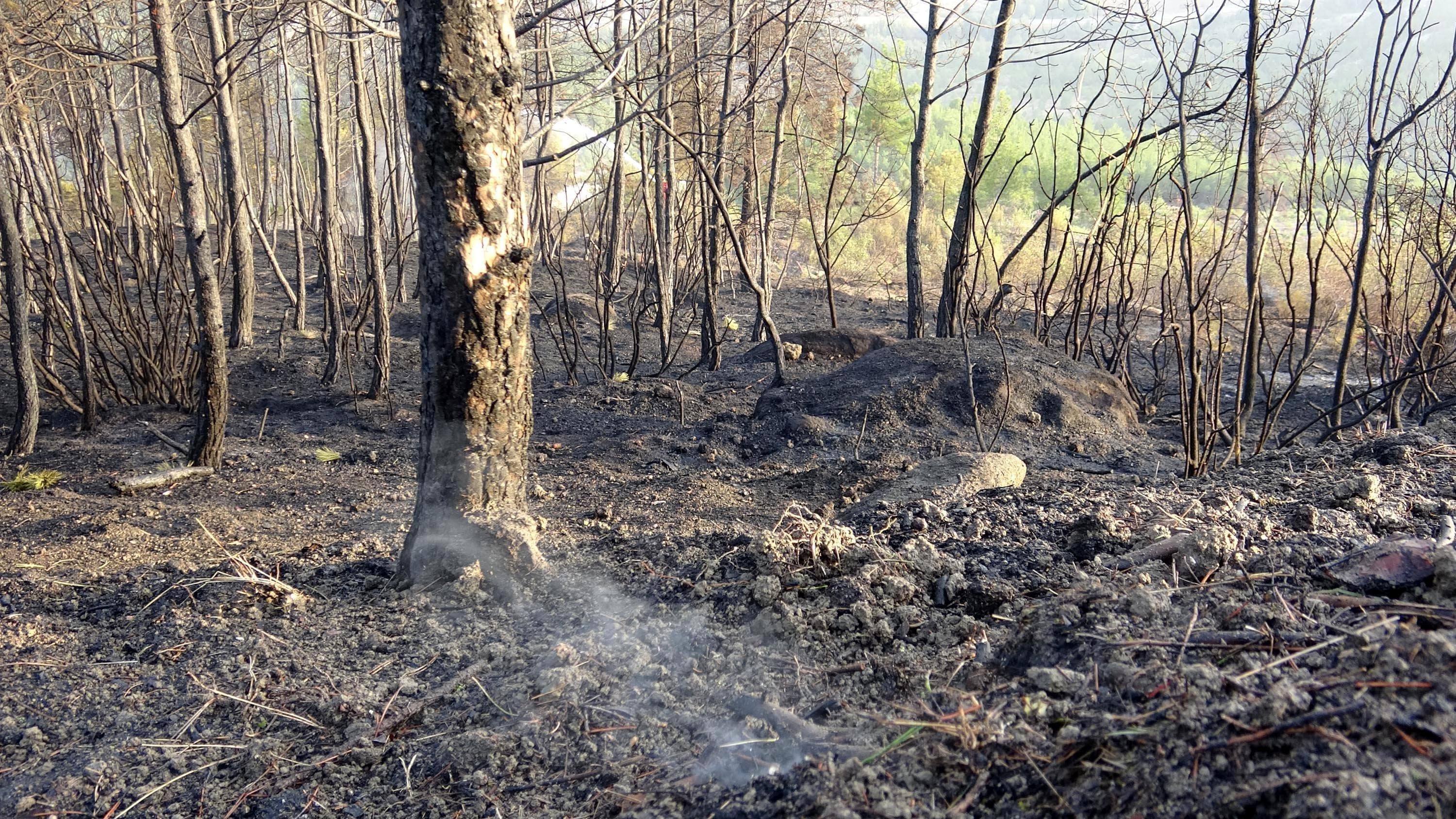 Karabük’te 20 hektar kızılçam ormanı yandı