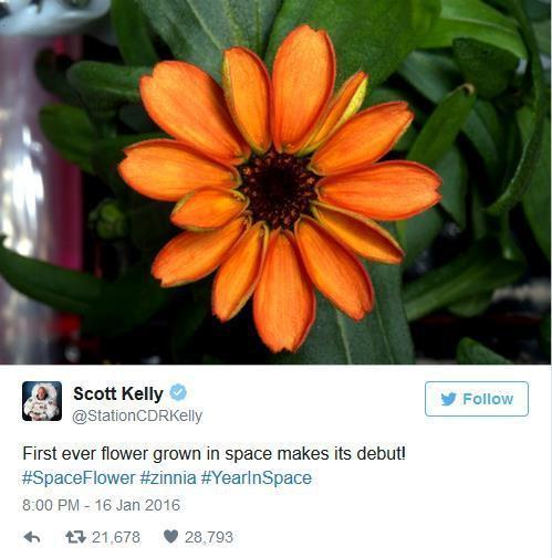 Uzayda yetişen ilk çiçek: Kirli Hanım Çiçeği