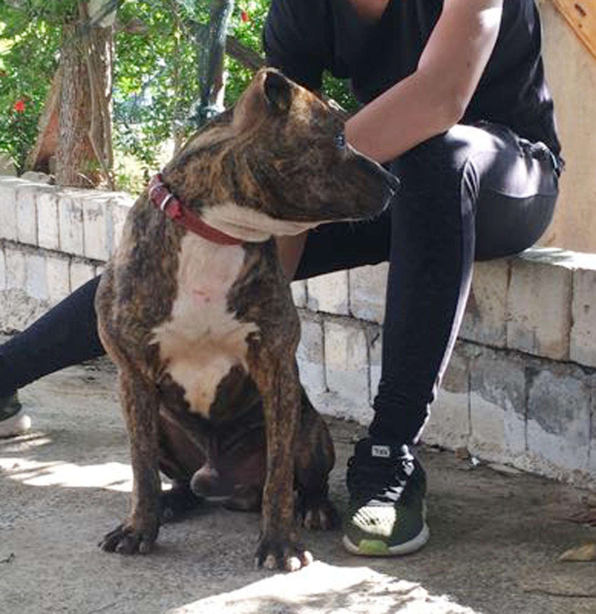 Antalyada vahşi olay Atına saldıran köpeği otomobili ile ezdi