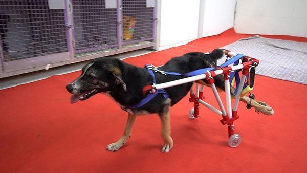 Öğrencilerden 3 aylık köpeğe protez bacak