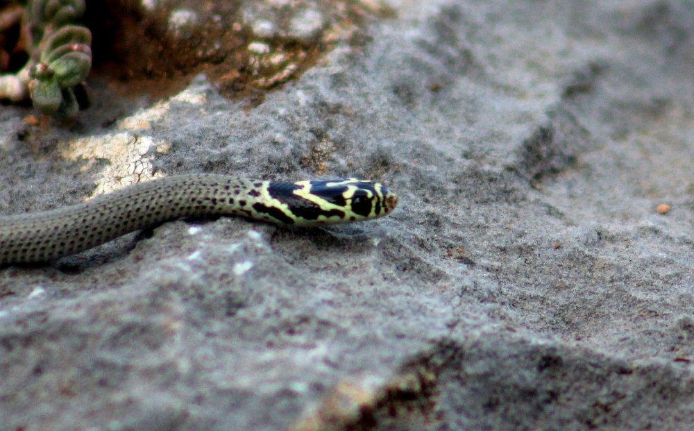 Bolkar uysal yılanı Mersinde görüntülendi