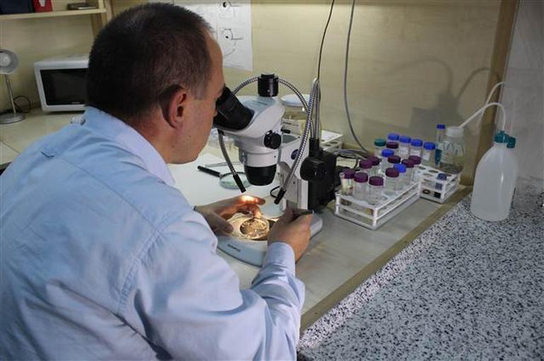 Türk bilim insanları keşfetti: 15 milimetrelik nano balık