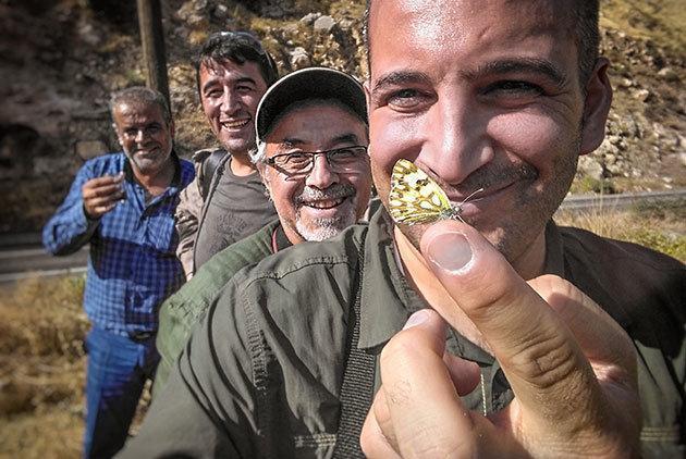 Bu kelebek Türkiyede ilk kez görüldü: Siirt Beneklimeleği