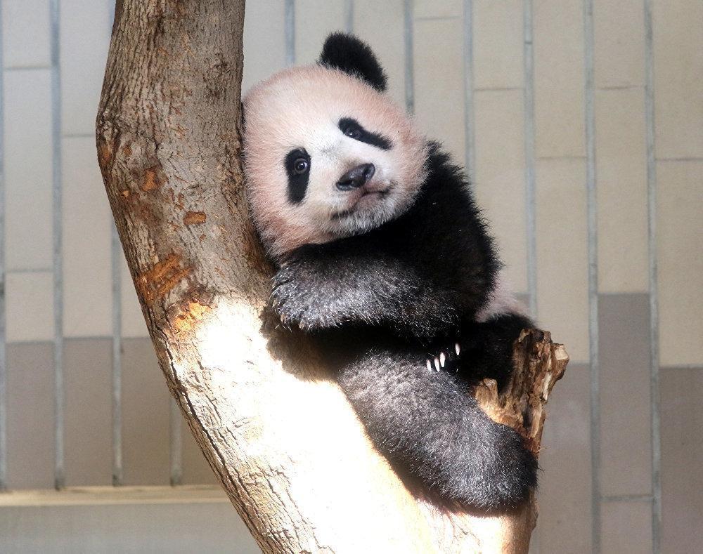 Panda yavrusu Şiang Şiang, görücüye çıktı