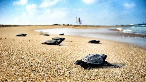 Türkiye binlerce deniz kaplumbağasına yuva oldu