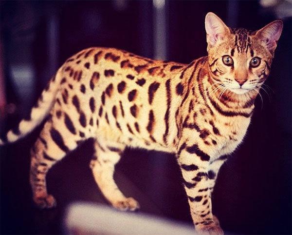 Serval kedisi nedir Serval kedisinin özellikleri, bakımı ve beslenmesi
