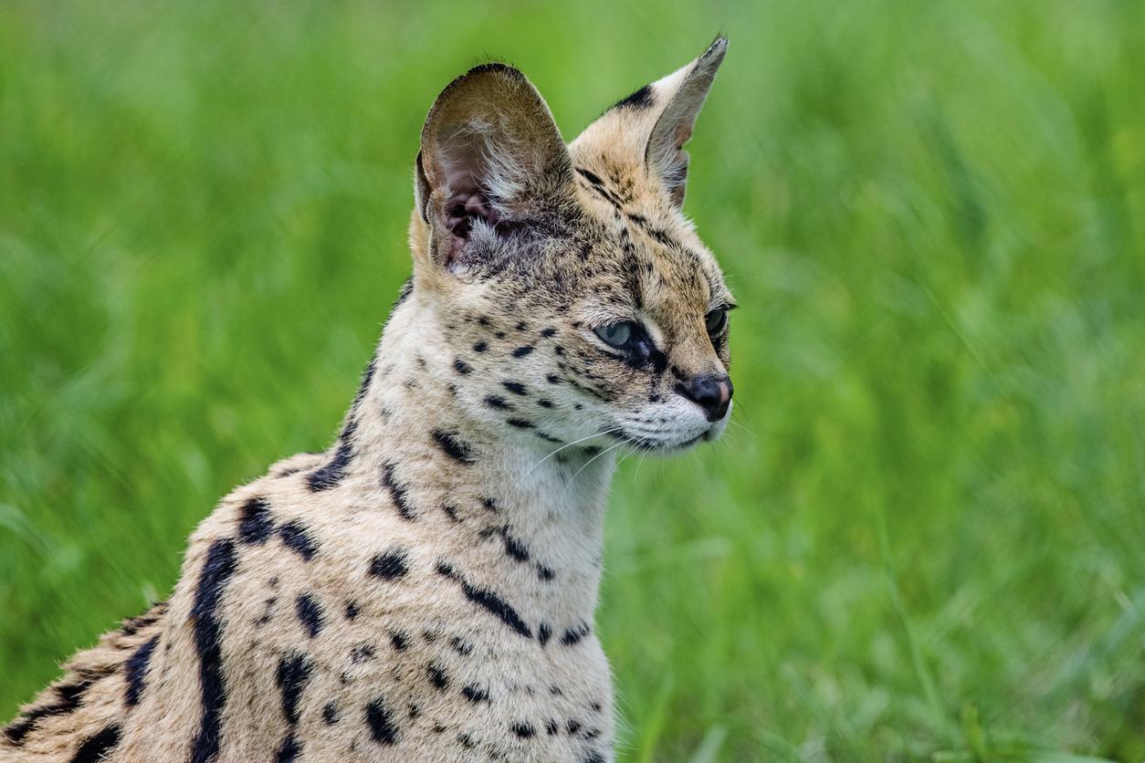 Serval kedisi nedir Serval kedisinin özellikleri, bakımı ve beslenmesi