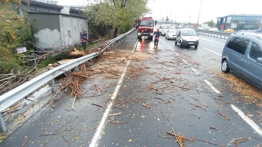 İstanbul’da fırtına Cevizlibağda yola ağaç devirdi