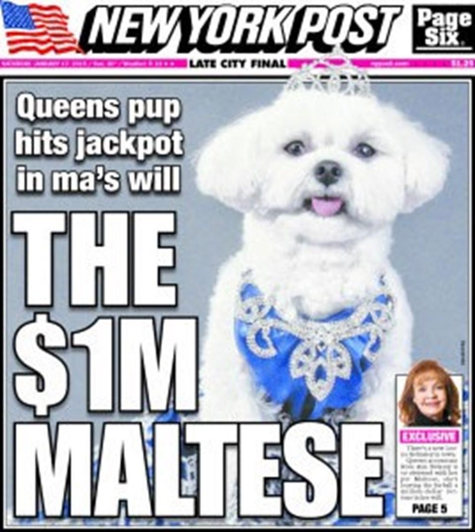 1 milyon doların sahibi bir köpek