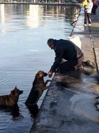 Denize düşen köpeği, peşinden atlayan köpek kurtardı