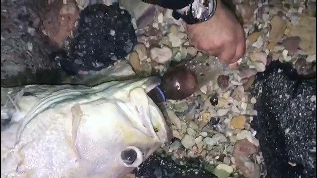 Nesli tehlikede olan lagos balığı, dili pet şişeye sıkışınca öldü