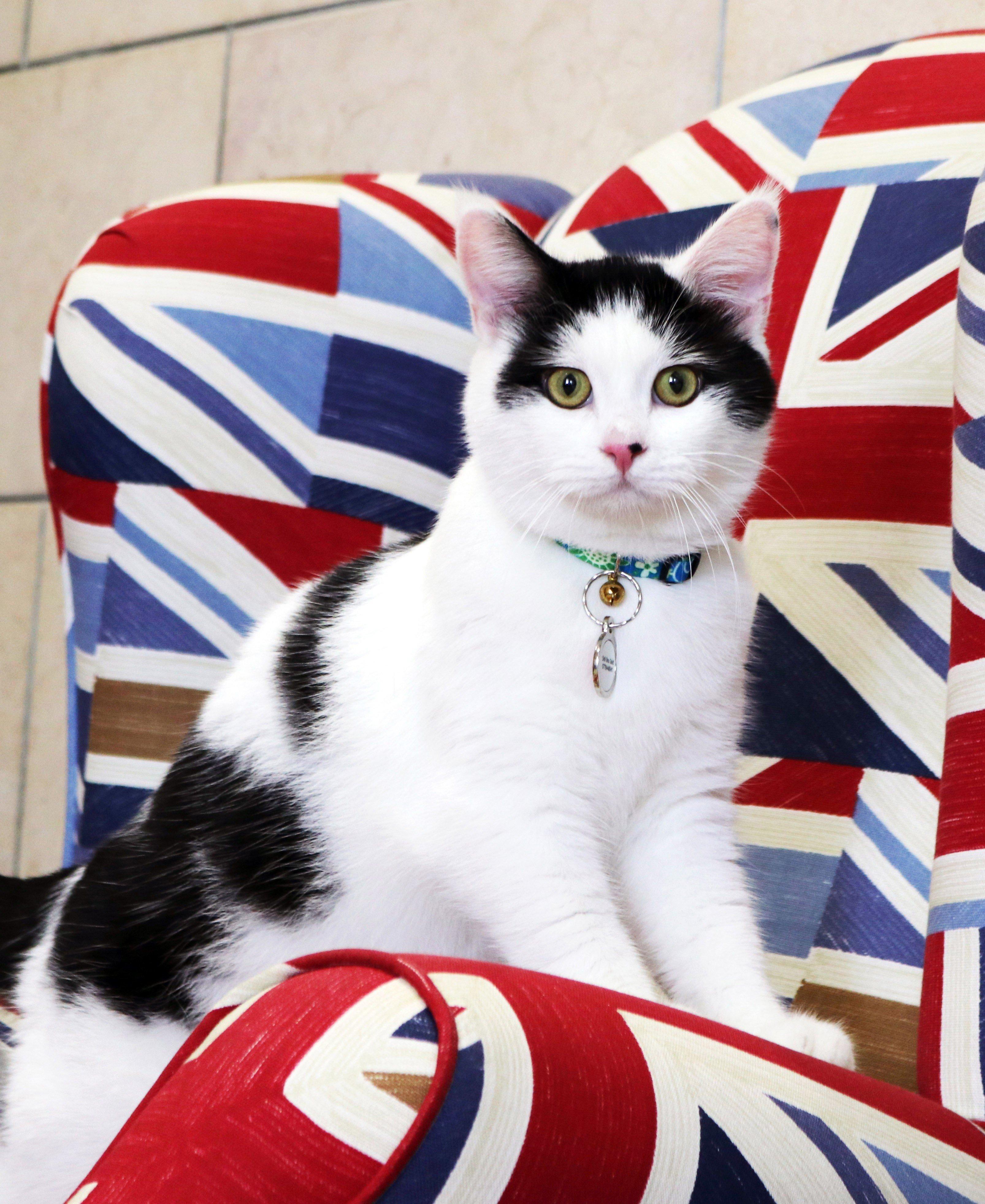 İngiltere ilk diplomat kedisini Ürdünde atadı