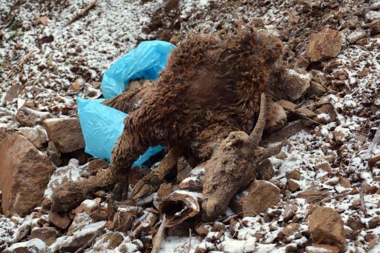 Tuncelideki keçi ölümlerinin sebebi veba çıktı
