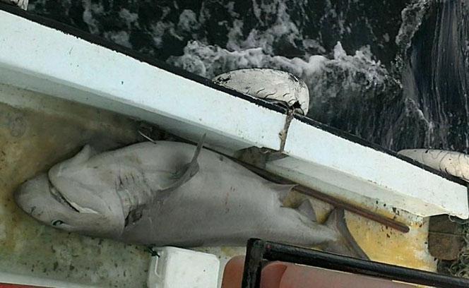 200 kiloluk köpekbalığı ağlara takıldı