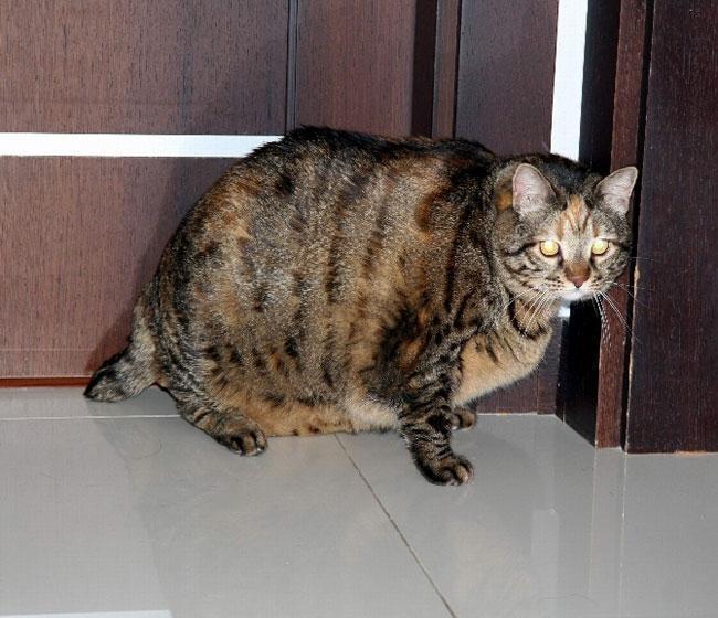 Bu da obez kedi
